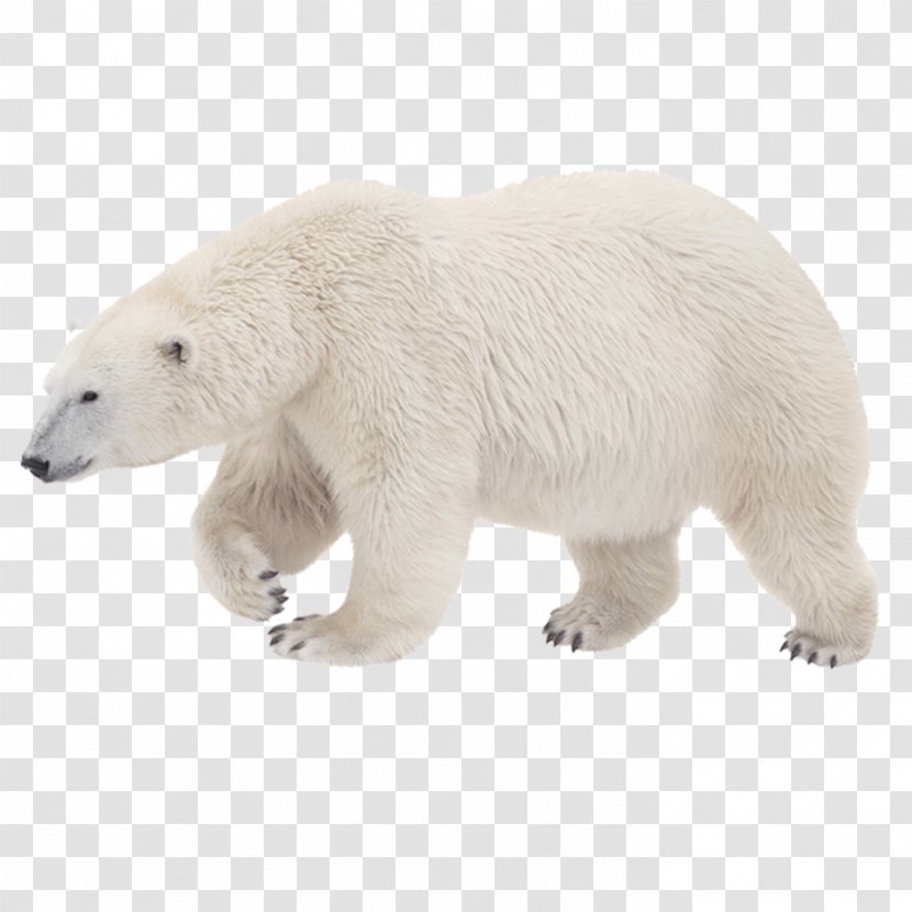 Polar Bear, What Do You Hear? Kodiak Bear Arctic Tiger - Heart - White Transparent PNG