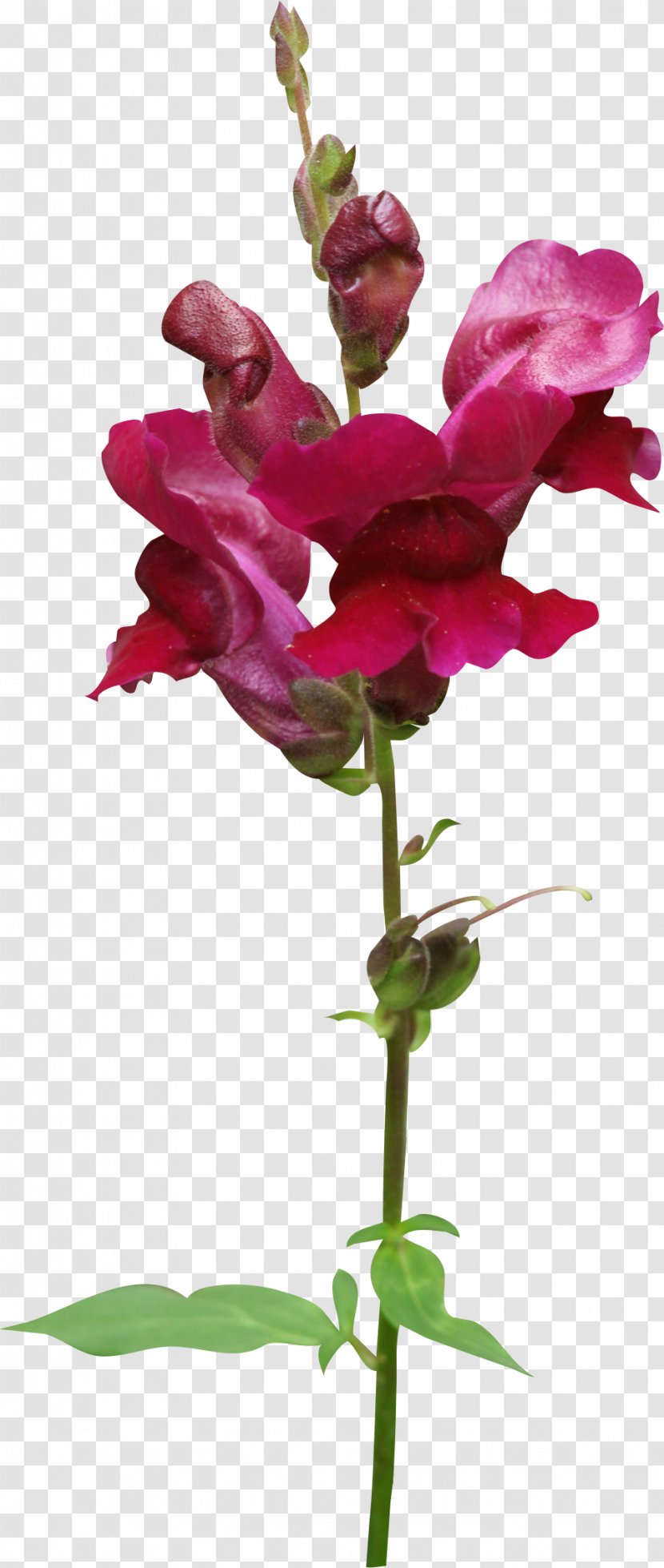 Cut Flowers Magenta Plant Purple - Flower - Wild Transparent PNG