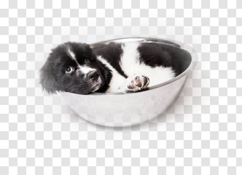 Dog Breed Puppy Newfoundland Poodle Companion - Canadian Kennel Club Transparent PNG