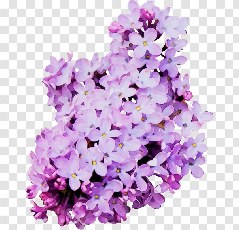 Lavender - Lilac - Cut Flowers Plant Transparent PNG