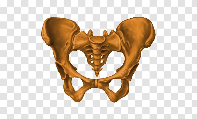 Pelvis Sacrum Hip Bone Pelvic Floor Inlet Transparent PNG