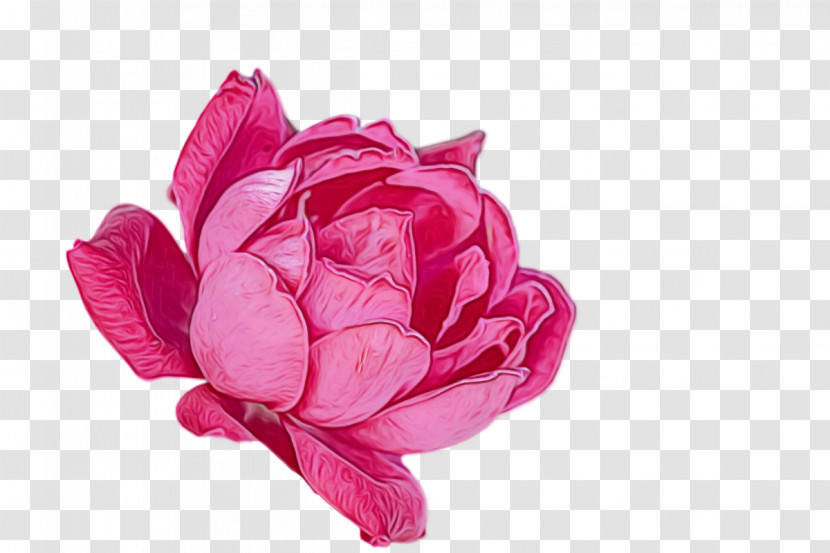 Garden Roses Transparent PNG