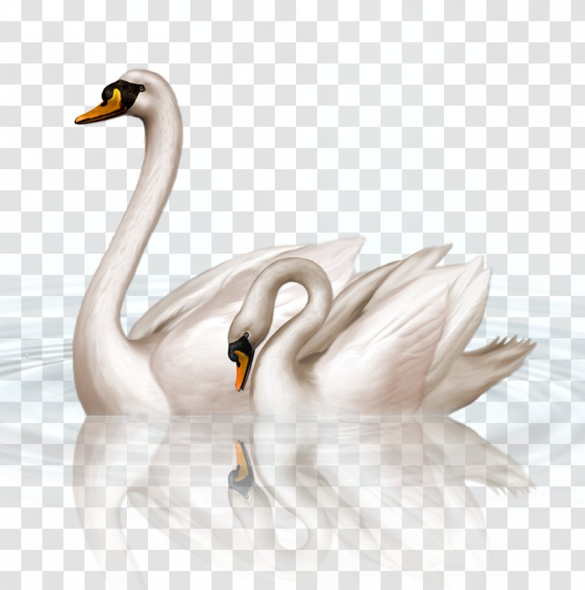 Black Swan Clip Art - Beak Transparent PNG