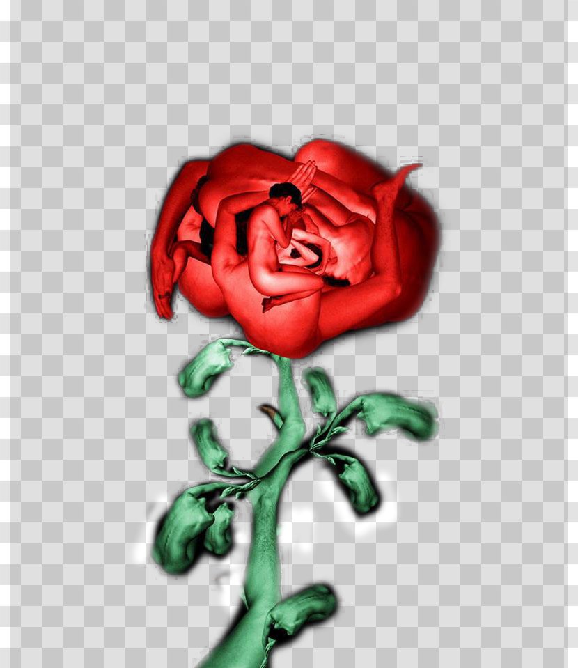 Garden Roses Body Art Centifolia - Heart - Rose Transparent PNG