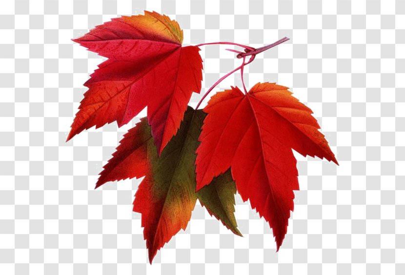 Red Maple Leaf Clip Art - Royaltyfree Transparent PNG