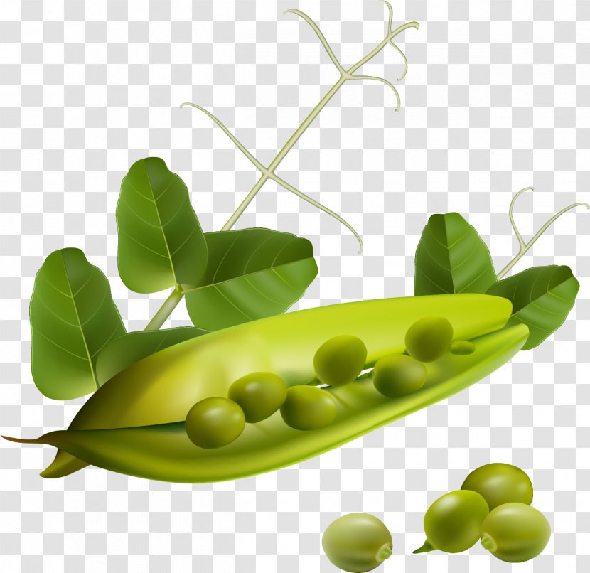 Food Eating Pea Bean Vegetable - Veggies Transparent PNG