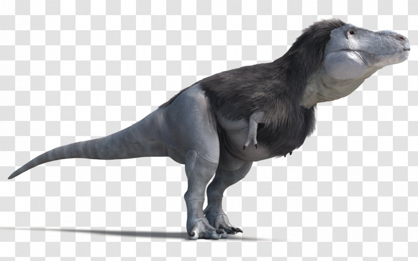 Tyrannosaurus Velociraptor Daspletosaurus Carnotaurus Tarbosaurus - Dino King - Dinosaur Transparent PNG