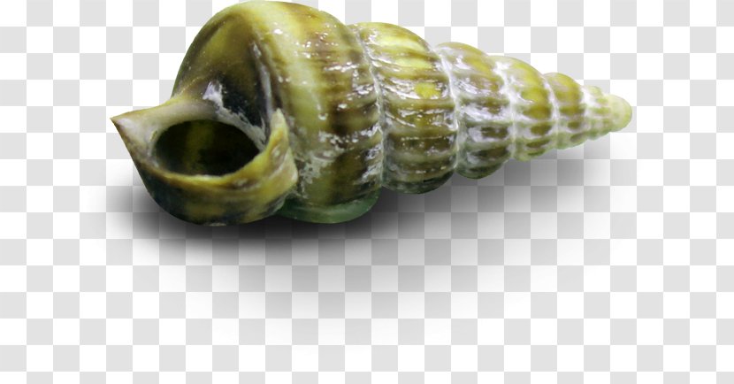 Sea Snail Seashell Clip Art - Invertebrate - Green Conch Transparent PNG