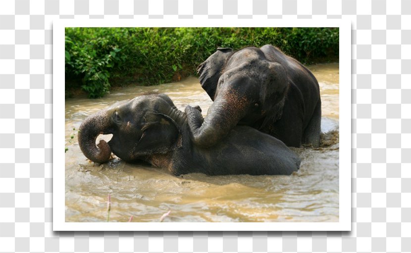 Khao Sok National Park Elephant Nature Lak - Ride Transparent PNG