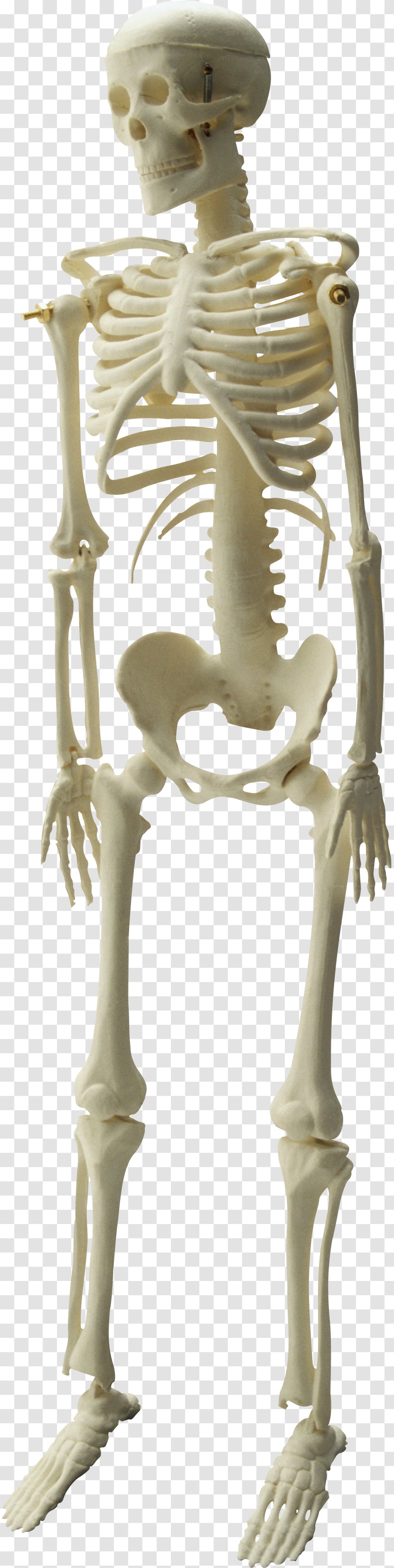 Human Skeleton Skull - Image File Formats Transparent PNG