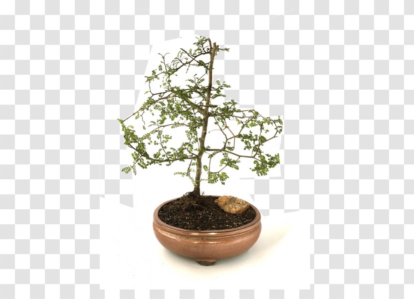 Chinese Sweet Plum Flowerpot Tree Herb Sageretia - Bonsai Transparent PNG