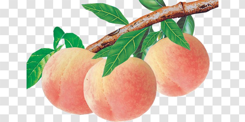 Nectarine Auglis Food Fruit Avocado - Local - Peach Transparent PNG