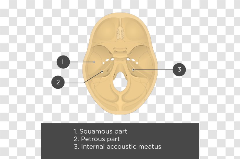 Temporal Bone Anatomy Skull Meatus - Nose - Squama Transparent PNG