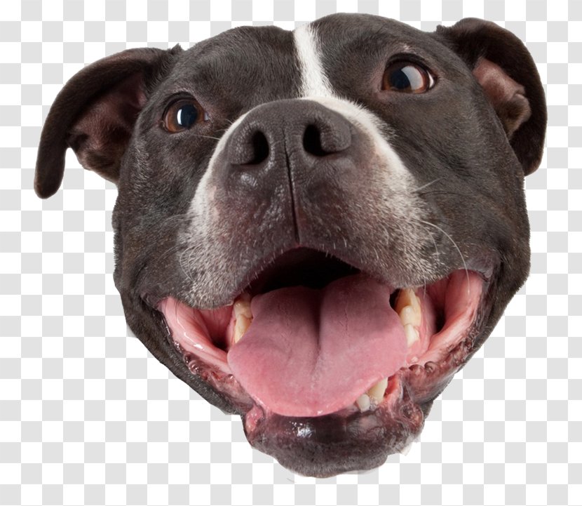 American Pit Bull Terrier Staffordshire Puppy Transparent PNG