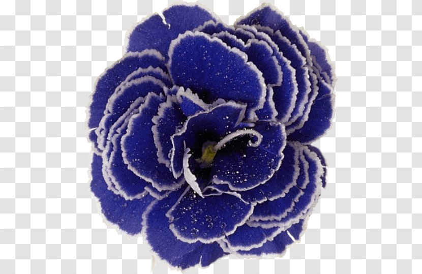 Cut Flowers Pink Petal Plant - Cobalt Blue - Flower Transparent PNG