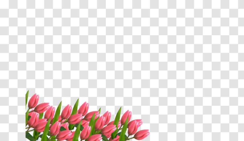 Tulip Floral Design Cut Flowers Pink M Petal - TULIPANES Transparent PNG
