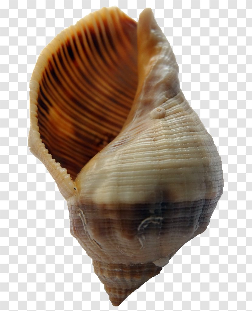 Cockle Escargot Stramonita Haemastoma Conchology Land Snail - Purple Transparent PNG