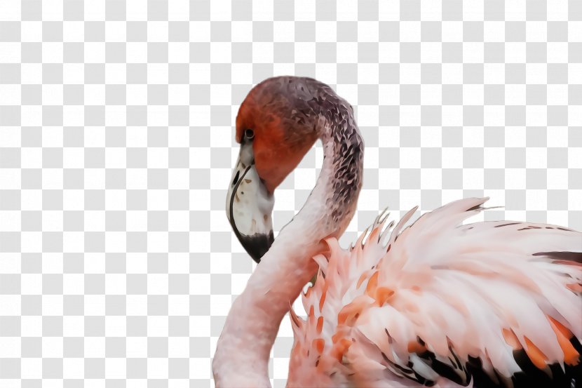 Flamingo - Feather - Ducks Geese And Swans Wildlife Transparent PNG