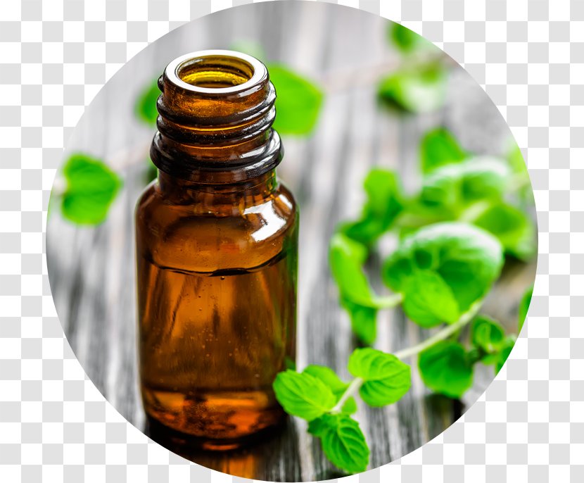 Peppermint Mentha Spicata Essential Oil Aromatherapy - Avocado Transparent PNG