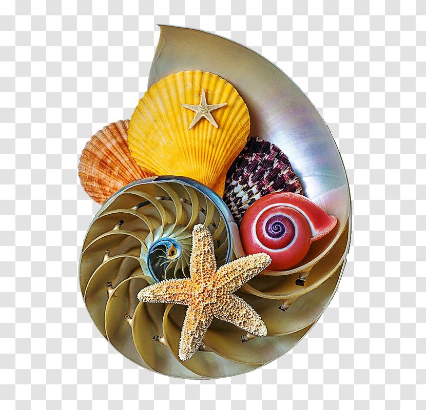 Seashell Nautilidae Conchology - Photography - Shell Transparent PNG