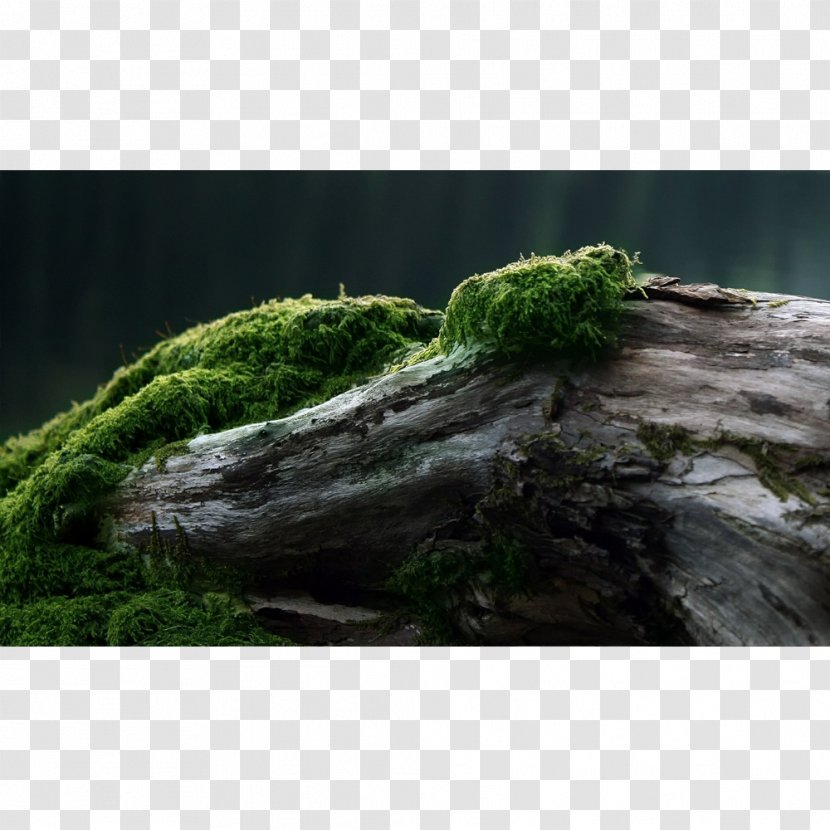 Desktop Wallpaper Wood Tree Trunk Forest - Moss Log Transparent PNG