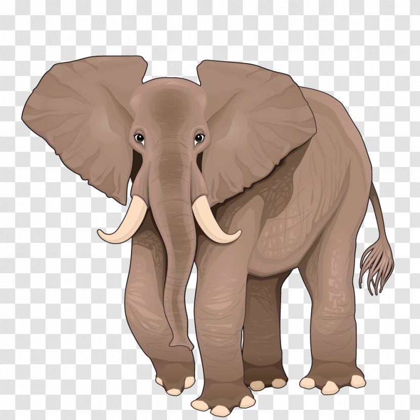 African Elephant Cartoon Illustration - Snout - Vector Transparent PNG