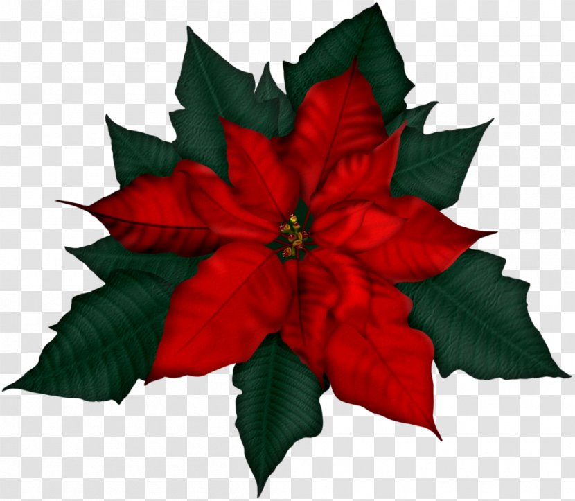 Poinsettia Christmas Clip Art - Spurges Transparent PNG