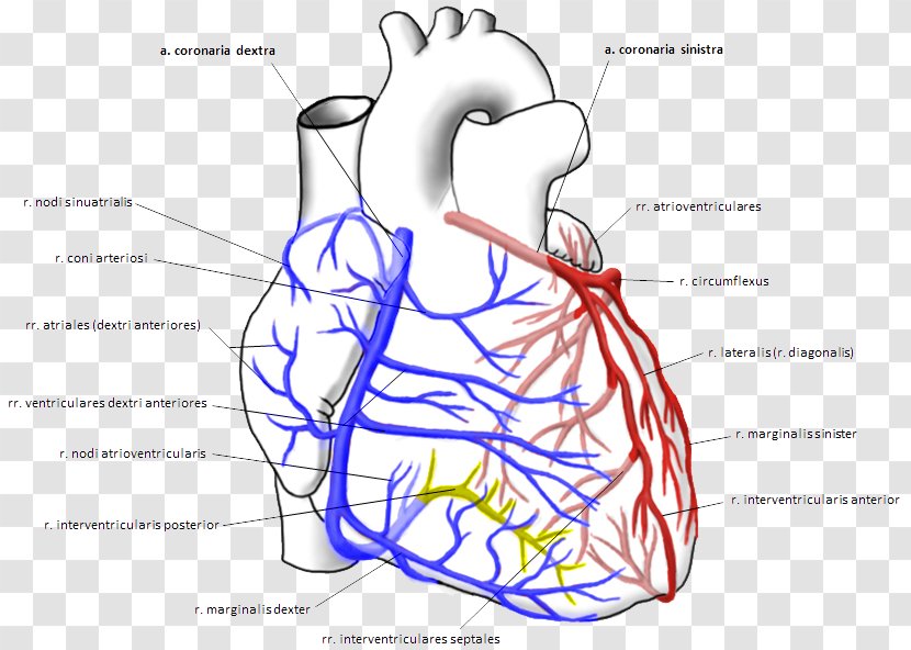 Coronary Arteries Right Artery Left Circulation - Tree - Heart Transparent PNG