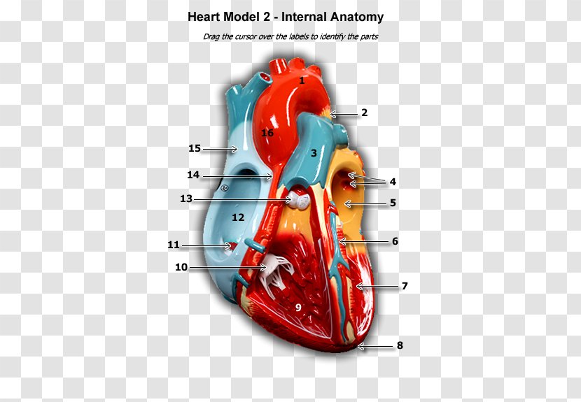 Product Design Organism Font - Watercolor - Anatomical Heart Transparent PNG