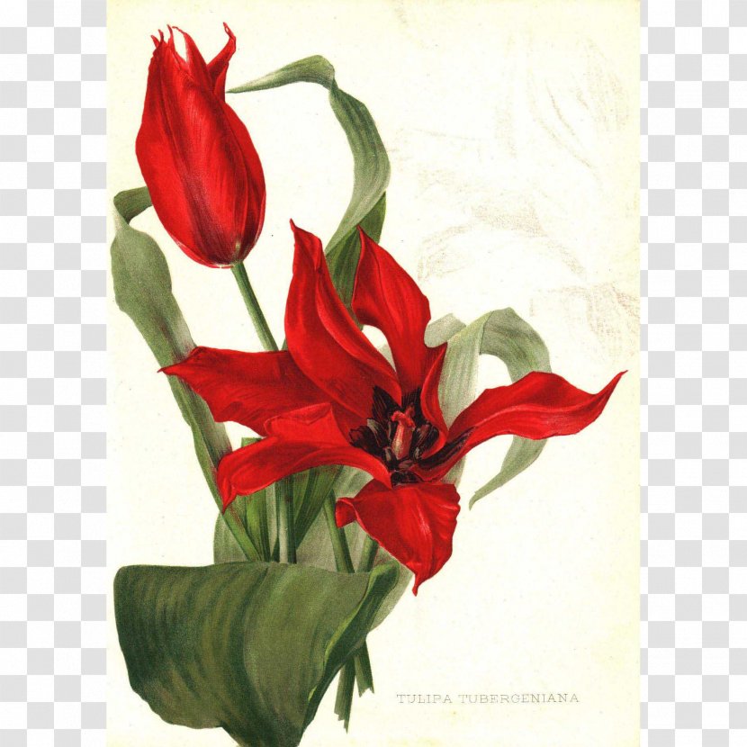 Floral Design Paper Printing Tulipa Tubergeniana Flower Transparent PNG