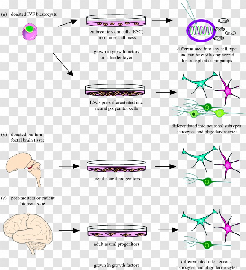 Neurodegeneration Stem Cell Stem-cell Therapy Brain - Frame - Hematopoietic Cells Transparent PNG