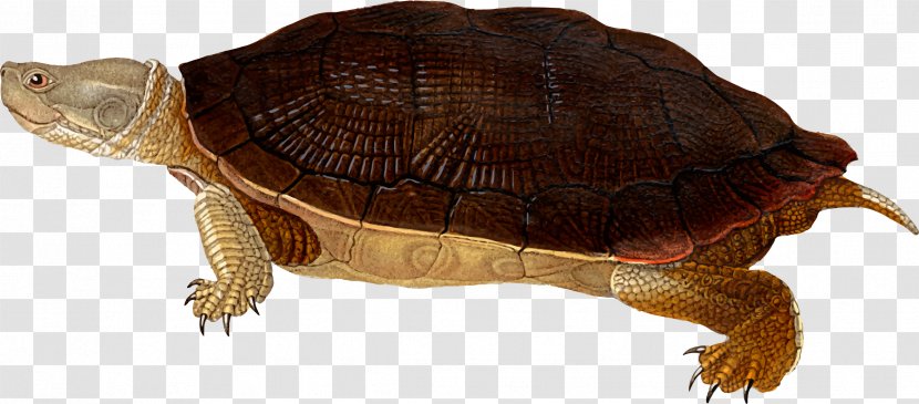Box Turtles Cuban Slider Animal Silhouettes Clip Art - Pond Transparent PNG