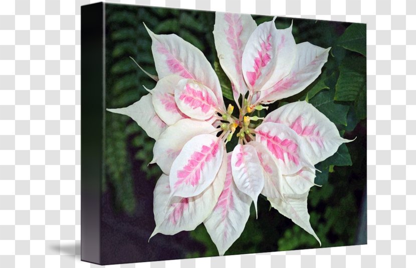 Petal Imagekind Pink Art White - Flora - And Flowers Transparent PNG