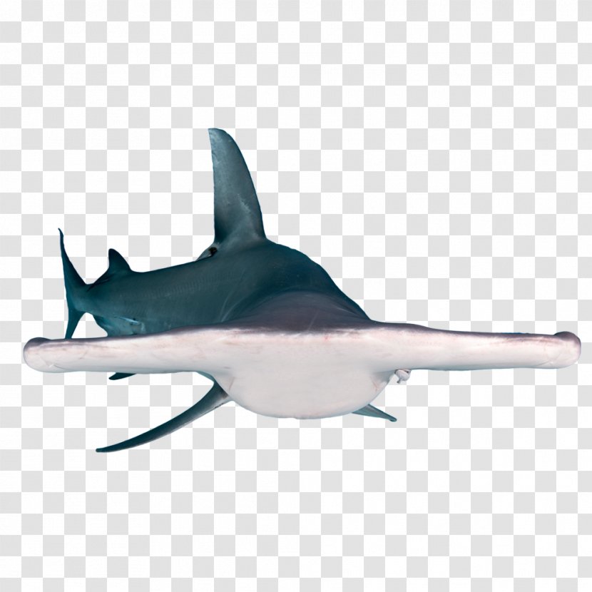 Requiem Sharks Hammerhead Shark Guinness World Records: Amazing Animals: Packed Full Of Your Most-Loved Animal Friends Tiger - Records Transparent PNG