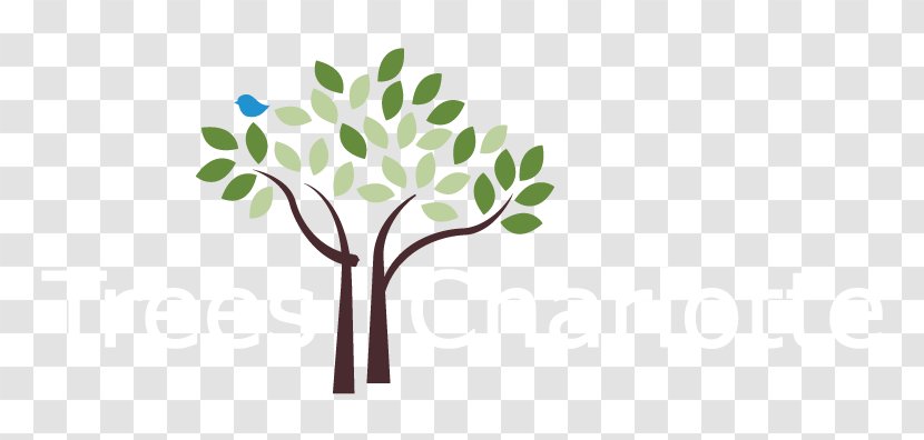 Tree Planting Organization Canopy Non-profit Organisation - Charlotte Transparent PNG