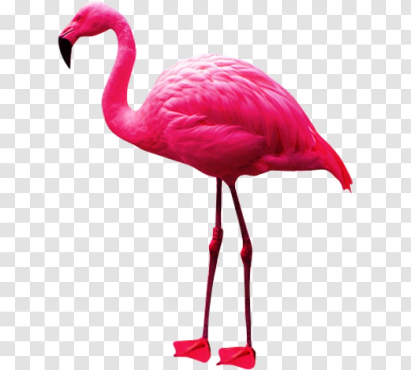 Phoenicopteridae Flamingo Clip Art - Crane Like Bird - Pink Flamingos Transparent PNG