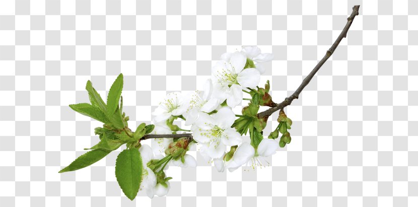 Flower Branch Blossom Clip Art - Cherry Transparent PNG