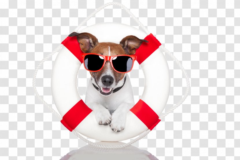 Stock Photography Life Savers Lifeguard - Paw - Glasses Puppy Transparent PNG