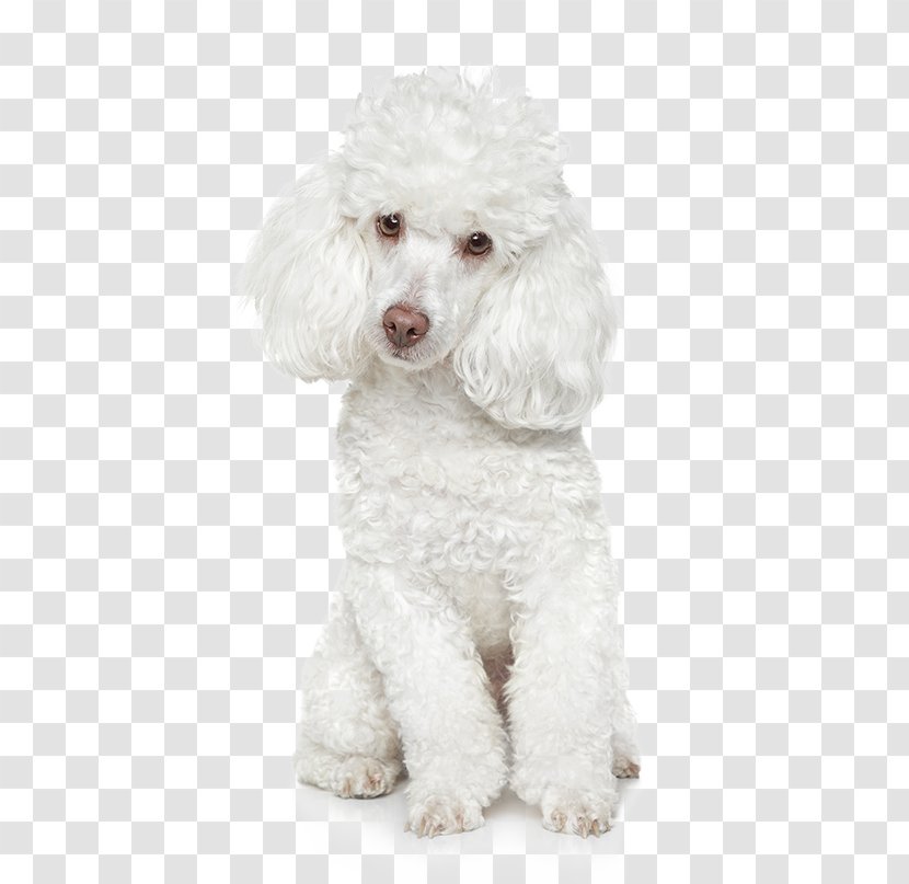 Poodle Maltese Dog Coat Grooming St. Bernard - Lagotto Romagnolo - Puppy Transparent PNG