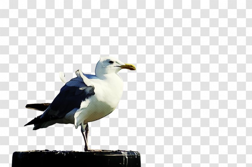 Bird Gull Beak European Herring Great Black-backed - Lari - Wing Transparent PNG