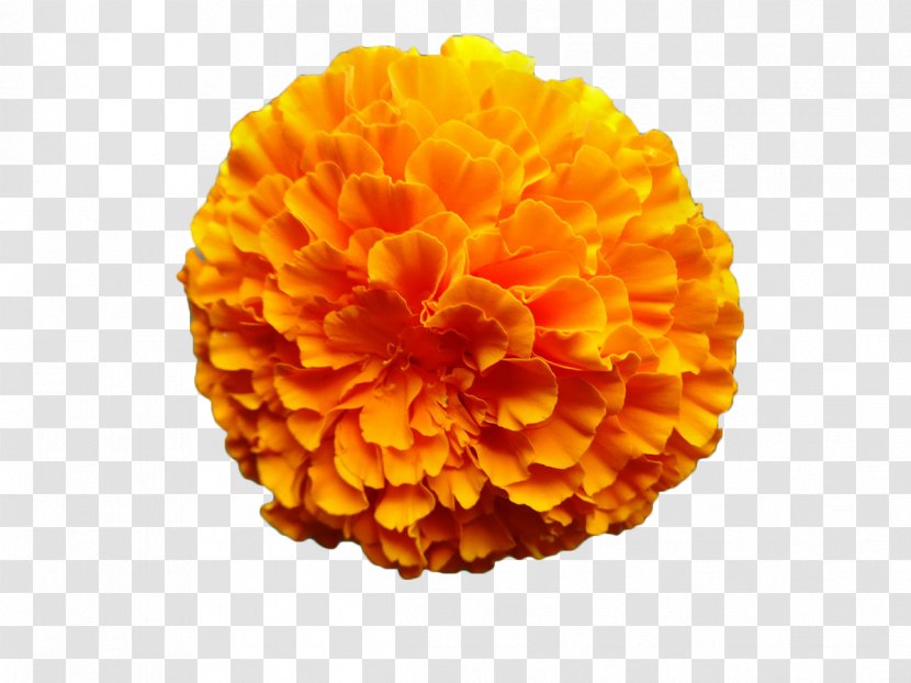 Mexican Marigold Flower Calendula Officinalis Orange Transparent PNG