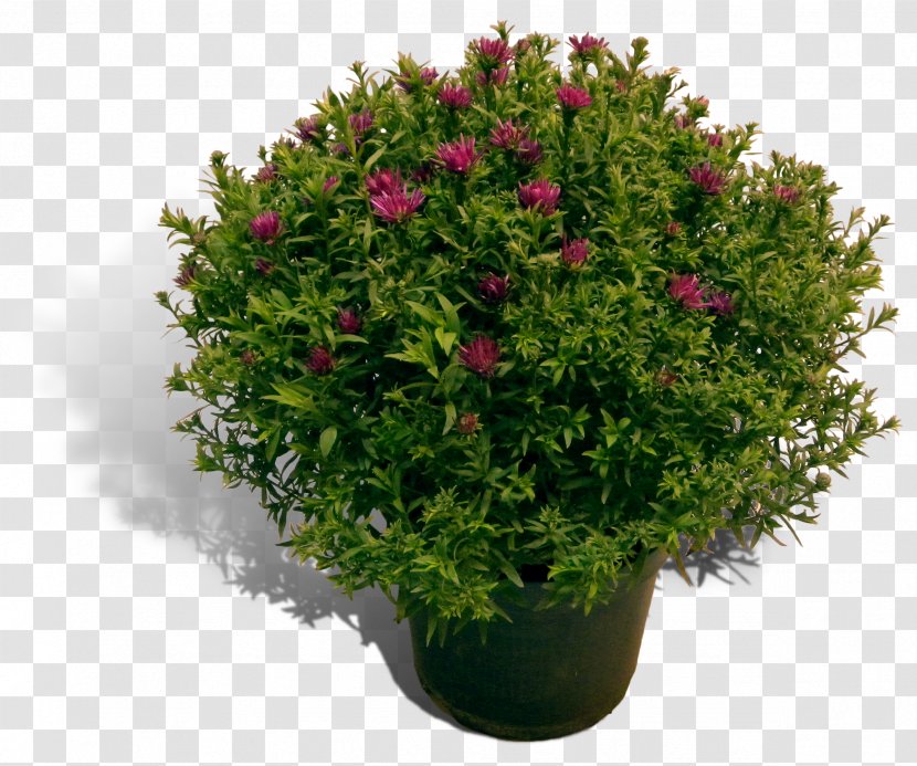 Flowerpot English Yew Evergreen Shrub Houseplant - Aster Flower Transparent PNG