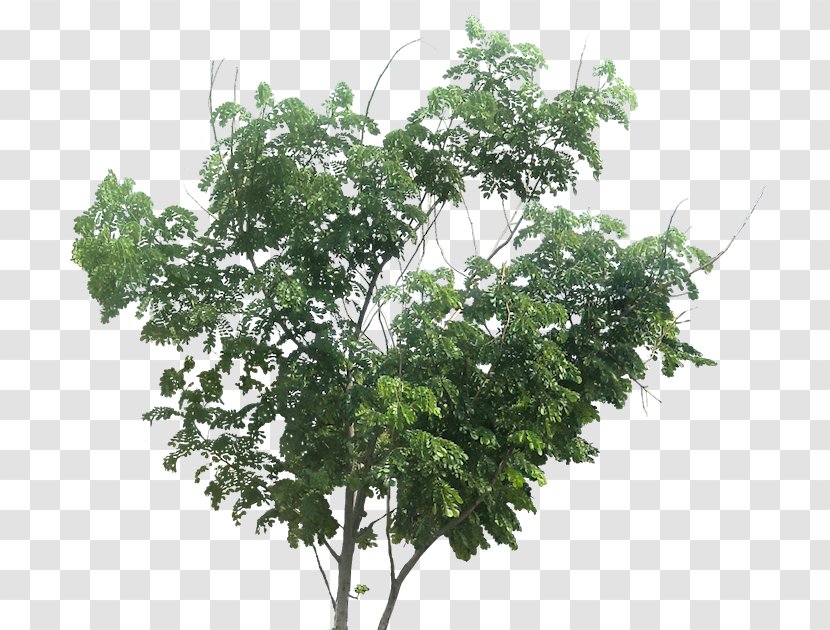 Tree Plant Branch Bigleaf Maple Transparent PNG