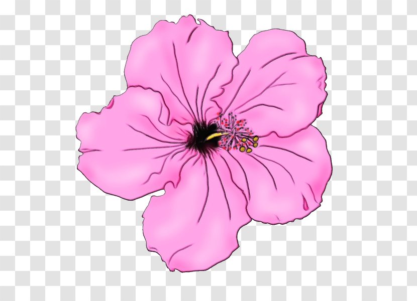 Petunia Mallows Pink Image Clip Art - Hibiscus - Botany Transparent PNG