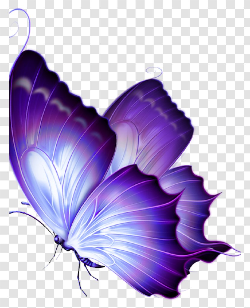 Butterfly Drawing Clip Art Image Papillon Transparent PNG