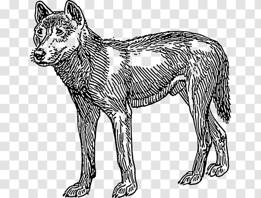 Dingo Dog Clip Art Transparent PNG