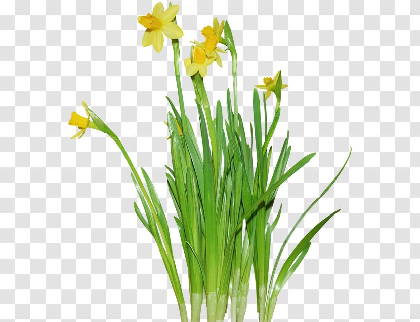 Clip Art - Seed Plant - Daffodil Transparent PNG