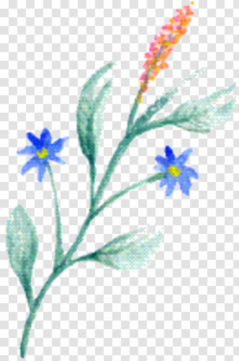 Watercolor Flower Background - Plant Stem - Borage Family Wildflower Transparent PNG