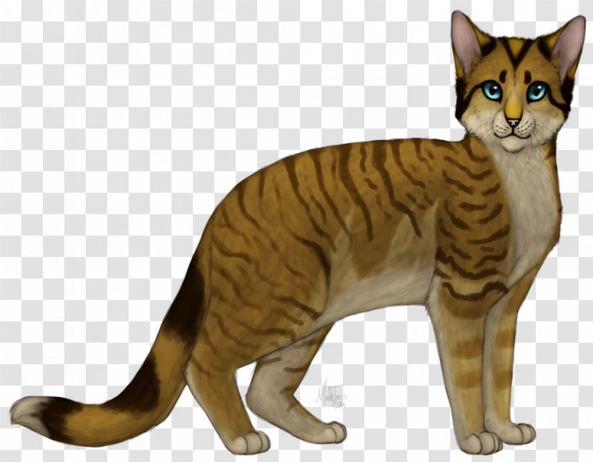Toyger American Shorthair European Sokoke California Spangled - Domestic Shorthaired Cat - Dictator Transparent PNG