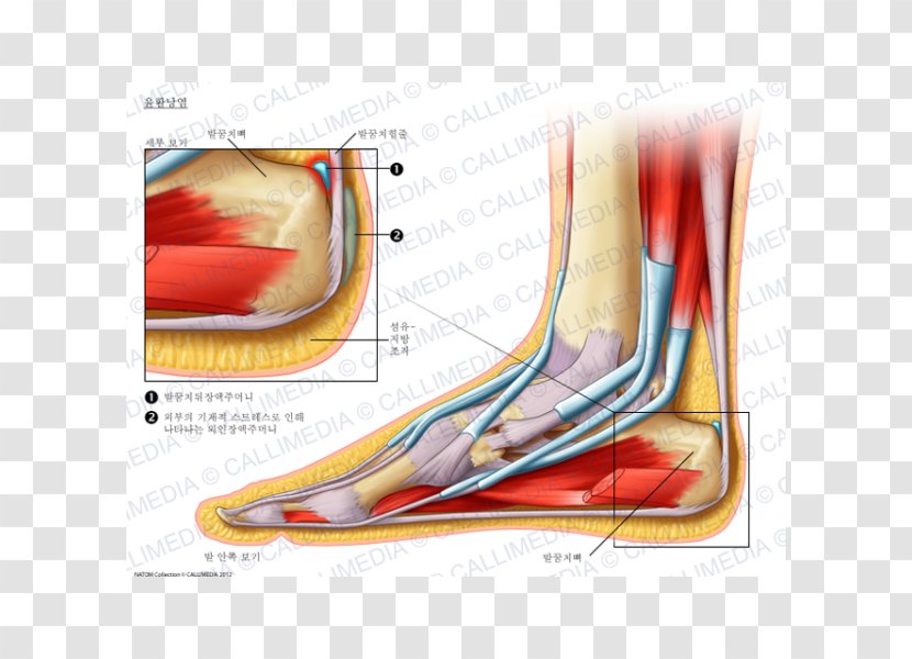 Foot Bursitis Synovial Bursa Elbow Knee - Flower - Frame Transparent PNG